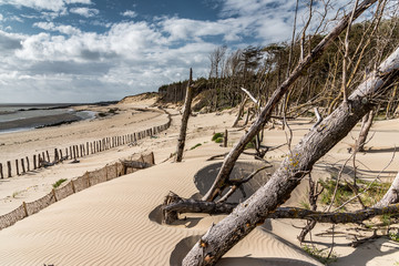 Dead trees lying by the wind and partially buried in the sand of the dune which recedes at the...
