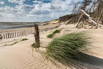 a clump of green vegetation grows on the dune that gradually buries the coastal forest in the bay...