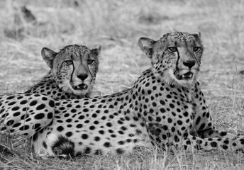 Two Cheetahs in black & white looking alert, good detail on faces in Hwange National Park