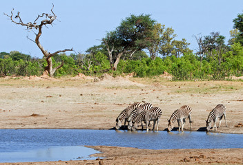 Landscape of the african bush with a herd of zebra drinking from a waterhole in Etosha, Namibia