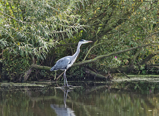 bird heron (Ardea herodias)