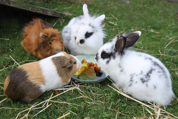 Hasen und Meerschweinchen beim Fressen von Gemüse