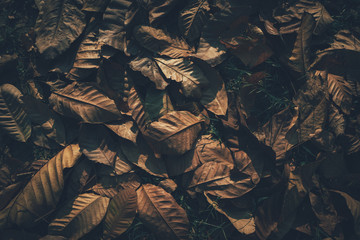 Dry leaves on the grass ground in a beautiful autumn forest.