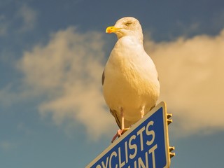 Gull