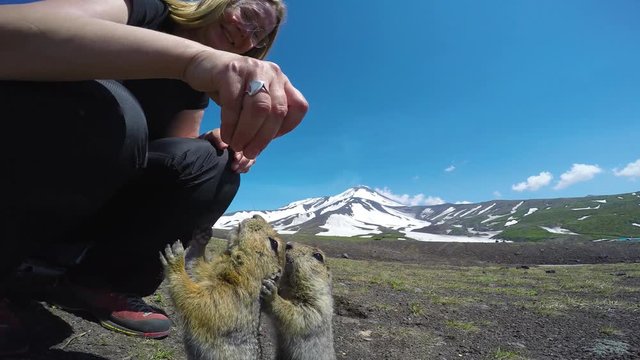 Очень доверчивые камчатские суслики (евражки). Долина вулканов Корякский и Авачинский.