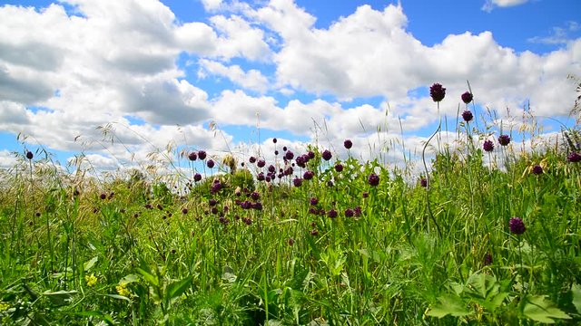 Wild garlic flowers against beautiful sky