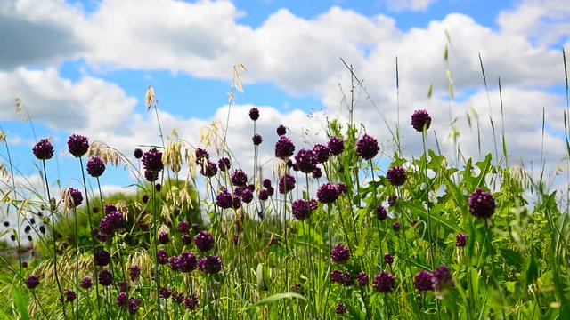 Wild garlic flowers against beautiful sky