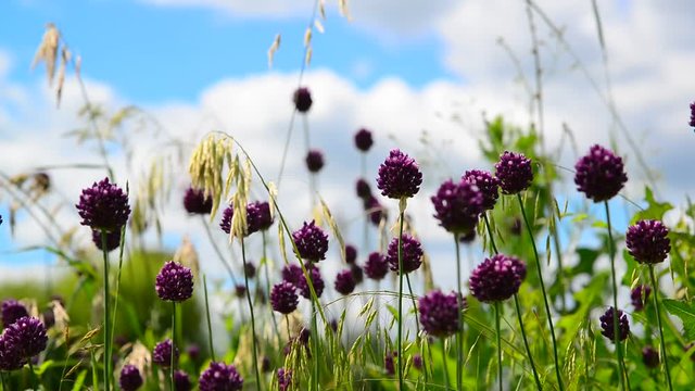 Wild garlic flowers against beautiful sky