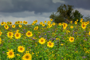 Sonnenblumen unter dramatischem Himmel