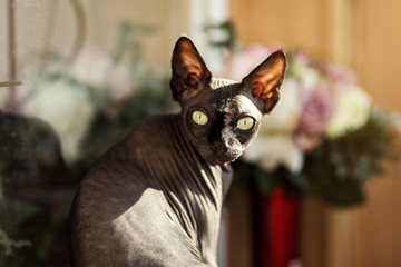 Canadian sphynx Cat sitting.Sphynx cat is in interesting position in his house.Portrait of Gazing...