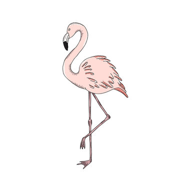 Flamingo hand-painted on a white background.