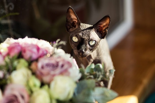 Canadian sphynx Cat sitting.Sphynx cat is in interesting position in his house.Portrait of Gazing Sphynx Cat on a flowers background