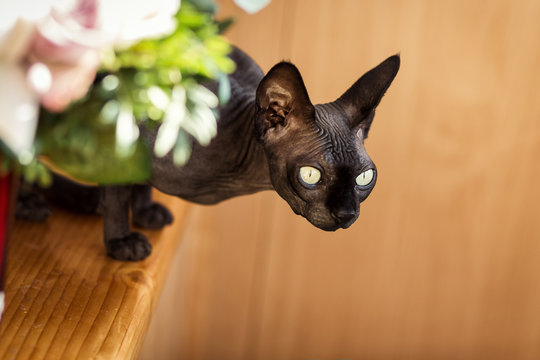 Canadian sphynx Cat sitting.Sphynx cat is in interesting position in his house.Portrait of Gazing Sphynx Cat on a flowers background