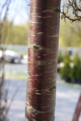  Prunus subhirtella Pendula Rubra / bark © 7monarda