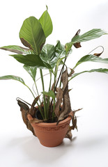 Gray mold on spathiphyllum