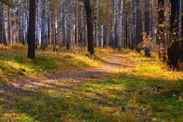 curved walking path in wild autumn forest, relax season scene