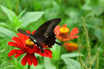 black swallowtail butterfly