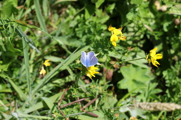 Seltener Bläuling sitzt auf einer gelben Blüte