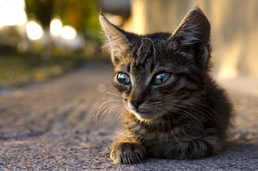 portrait of a small homeless kitten close up