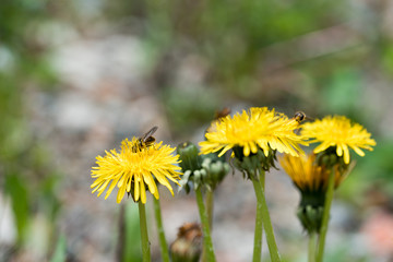 Small undergrowth flowers