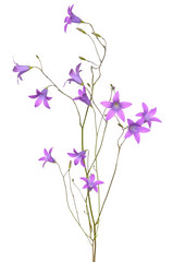 Obraz na płótnie Canvas Campanula flower isolated on white background