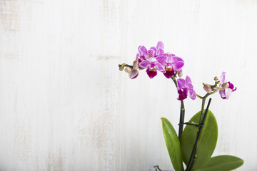 Naklejka na ściany i meble Pink orchid on a wooden background.