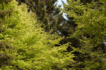 Leaves, roots and trunks of the enchanted forest