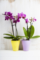 Fototapeta na wymiar Two orchids in pots on a wooden table