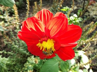 Оса на красном георгине