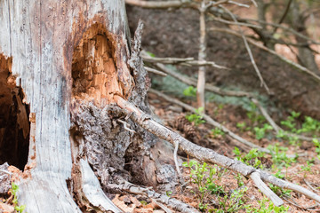 Leaves, roots and trunks of the enchanted forest