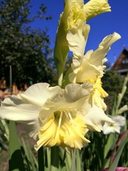 Цветок гладиолус