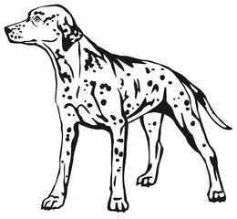 Decorative standing portrait of dog Dalmatian vector illustration