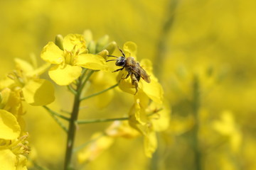 Bee and canola