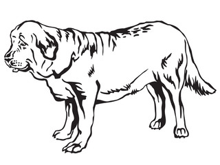 Decorative standing portrait of dog Spanish Mastiff vector illustration