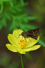 Fototapeta na wymiar copper butterfly