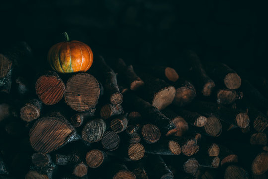 Pumpking in a pile of trunks