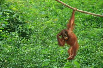 Naklejka premium オランウータンの子供