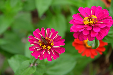 copper butterfly