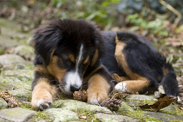 Kleiner Bernersennen Welpe kaut an einem Tannenzapfen