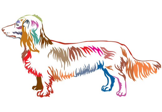 Colorful decorative standing portrait of dog Long-haired Dachshund vector illustration