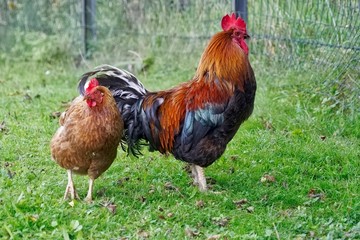 Barn Fowl (Male/Female), Rooster