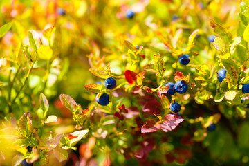 blueberry (Vaccinium myrtillus), fruits and leaves with beautiful blur background.