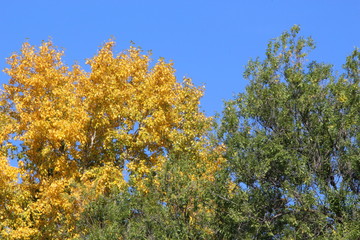 autumn, autumn landscape, yellow leaves, green leaves, park, forest, sky, blue, clear sky, good weather, golden, season,