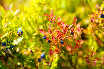 blueberry (Vaccinium myrtillus), fruits and leaves with beautiful blur background.