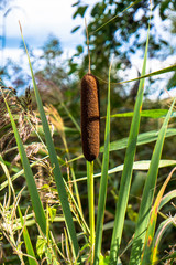Bulrush Amager Fælled  high Angle 