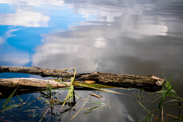 Log in Water Amager Fælled 