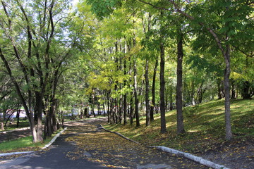 park, landscape, trees, path, forest, tree trunks, tree crowns, landscape, autumn, autumn landscape, sun rays, clear weather, leaf fall, roadside trees, park path, grass,