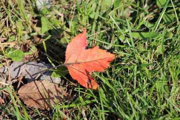 autumn, autumn landscape, red leaves, green grass, park, forest, good weather, bard, season, red, bush, color, leaf fall, beauty of nature, leaves