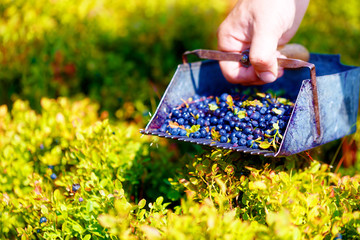 Comb for picking blueberries. (Vaccinium myrtillus) in nature.