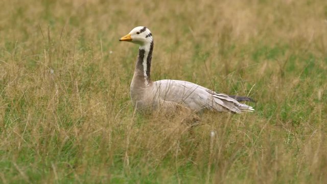 Bar-headed goose (Anser indicus)